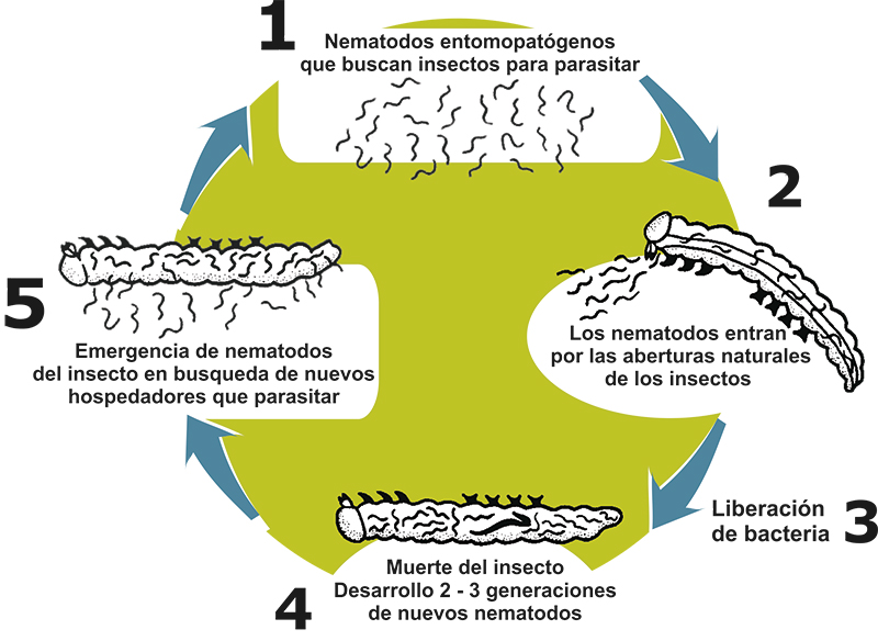 ciclo nematodos