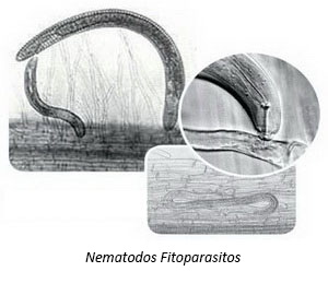 Nematodos Fitoparasitos