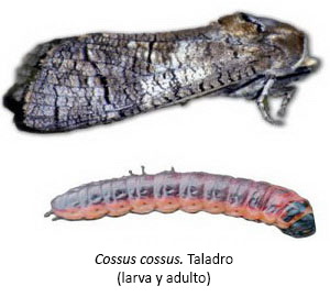 Cossus cossus - Taladro (larva y adulto)