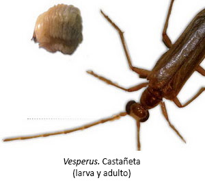 Vesperus - Castañeta (larva y adulto)