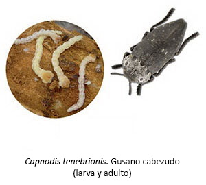 Capnodis tenebrionis - Gusano cabezudo (larva y adulto)