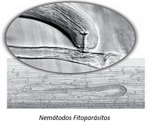 Nematodos Fitoparasitos