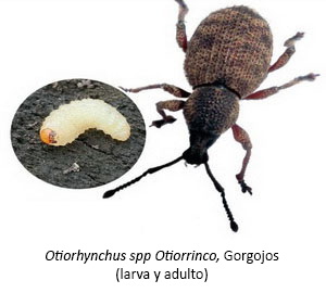 Otiorhynchus spp - Otiorrinco, Gorgojos (larva y adulto)
