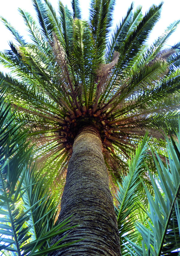 palmeras02